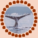 humpback whale's tail