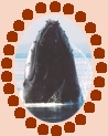 humpback's head
