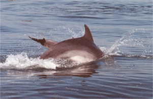 Dolphins, near Tavira