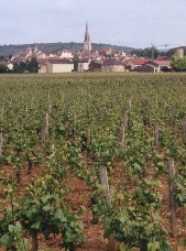 Meursault, behind the vineyards.