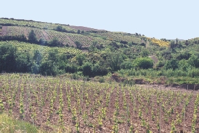 Vineyards of the Languedoc-Rousillon.