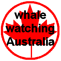 Whale watching in Australia