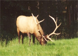 Elk along Bow Valley Pkwy
