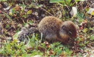 Ground squirrel on Bald Hills