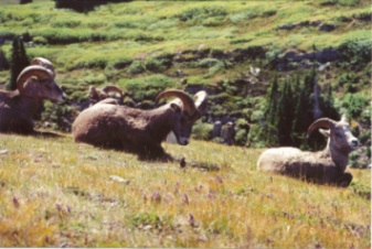 Bighorn sheep observing bird